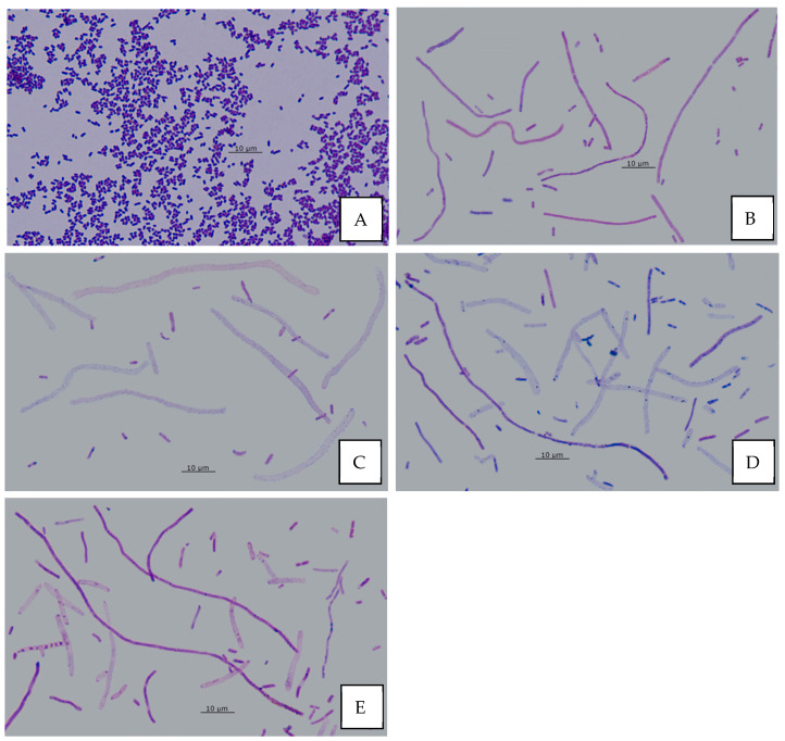 Figure 17