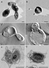 FIG. 4.