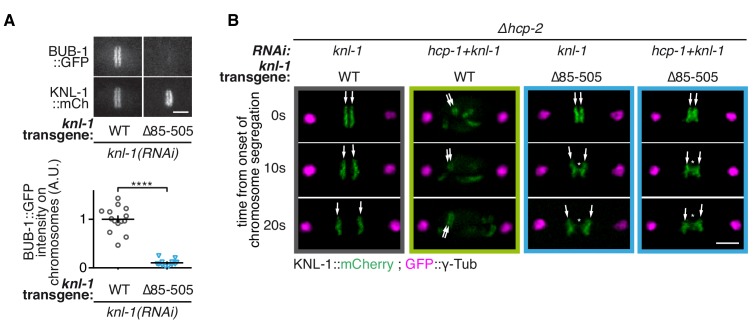 Figure 2—figure supplement 1.