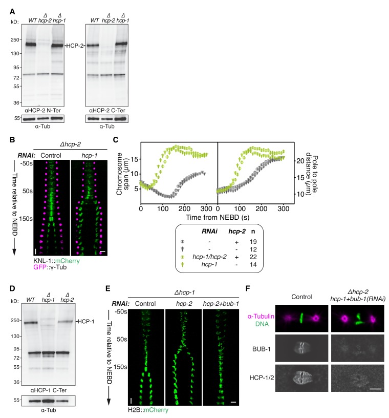 Figure 1—figure supplement 2.