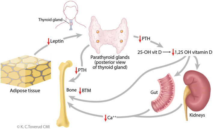 FIGURE 1