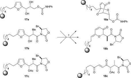 Scheme 5