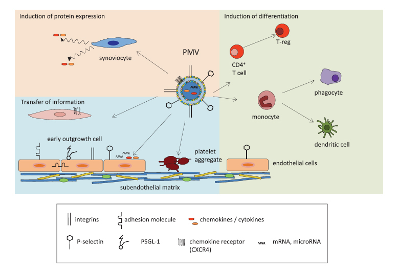 Figure 1: Influence of platelet microvesicles: induction of protein expression, induction of cell differentiation and transfer of information on target cells