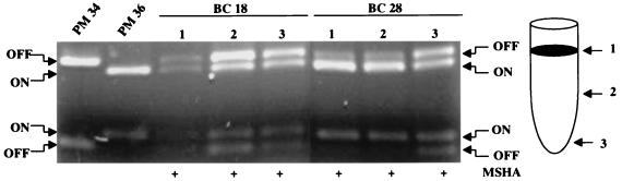 FIG. 5