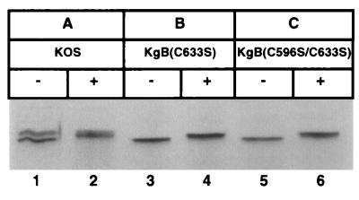 FIG. 6