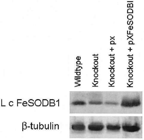 FIG. 5.