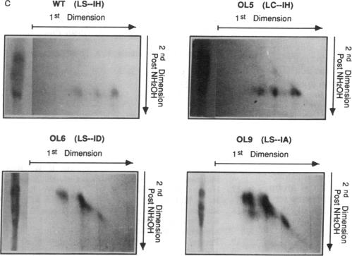 graphic file with name pnas01042-0404-a.jpg