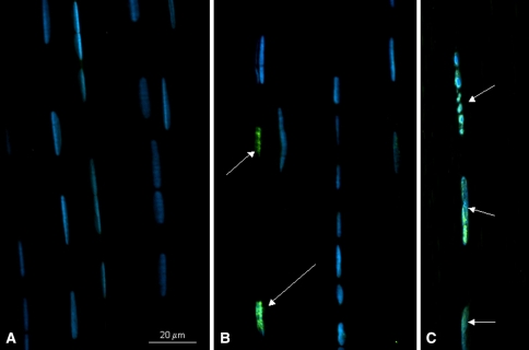 Fig. 3A–C