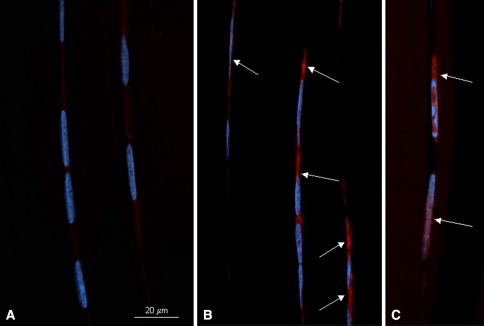 Fig. 2A–C