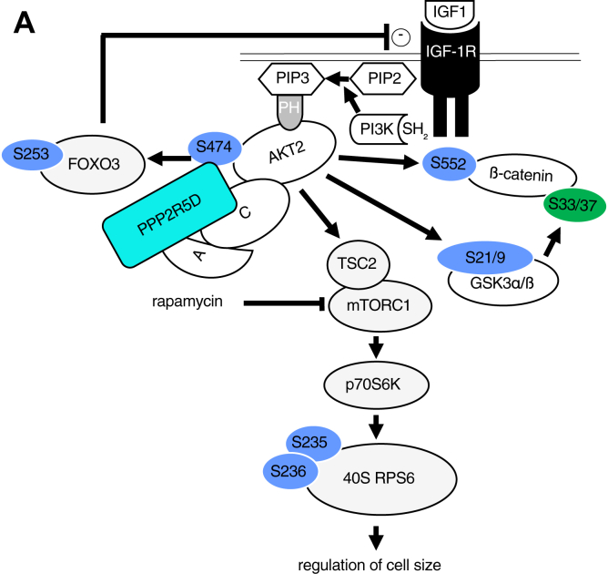 Figure 7