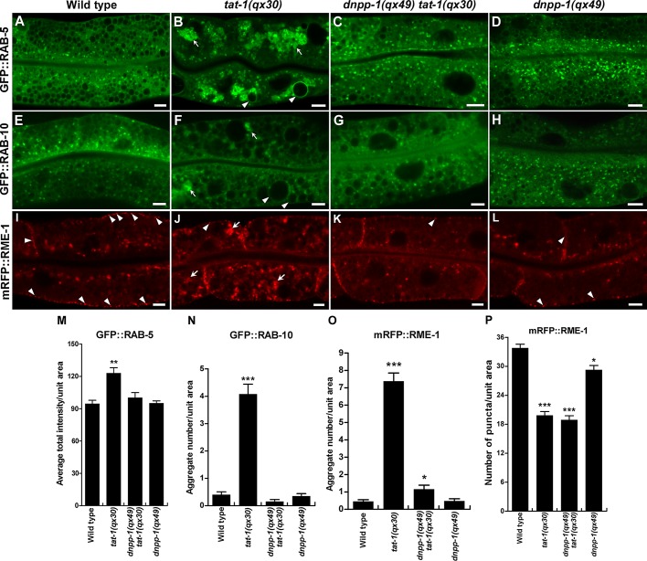 FIGURE 3: