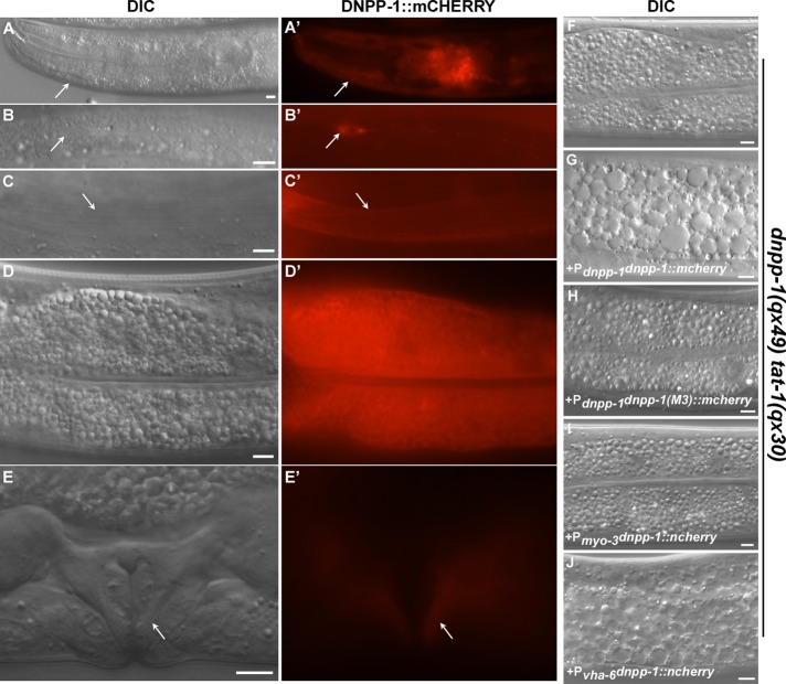 FIGURE 2: