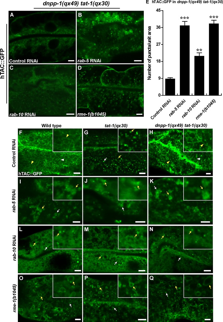 FIGURE 6: