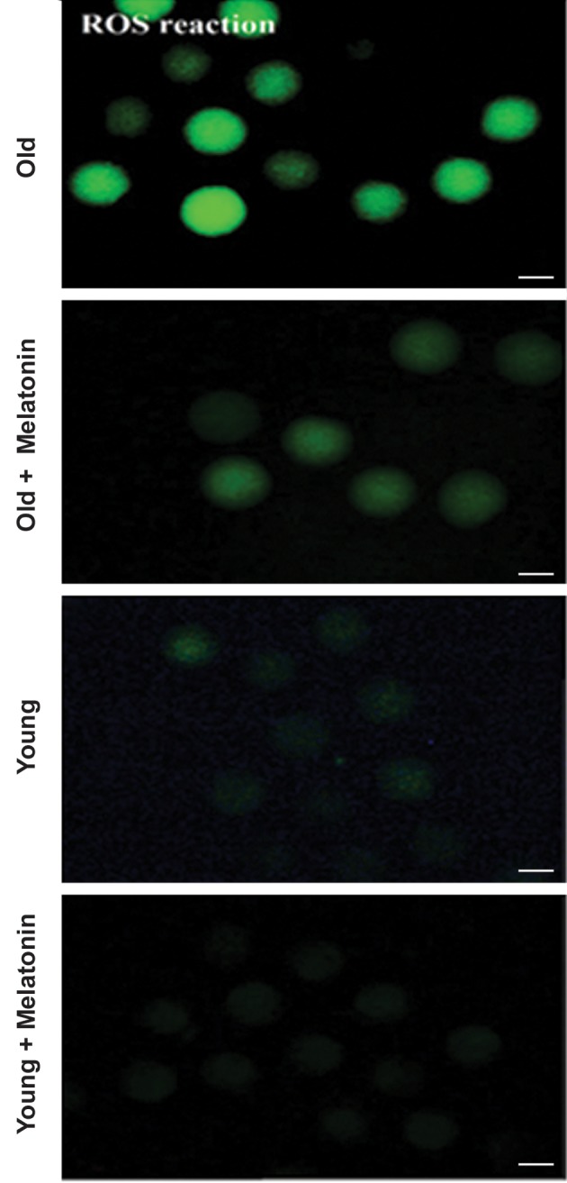 Fig.6