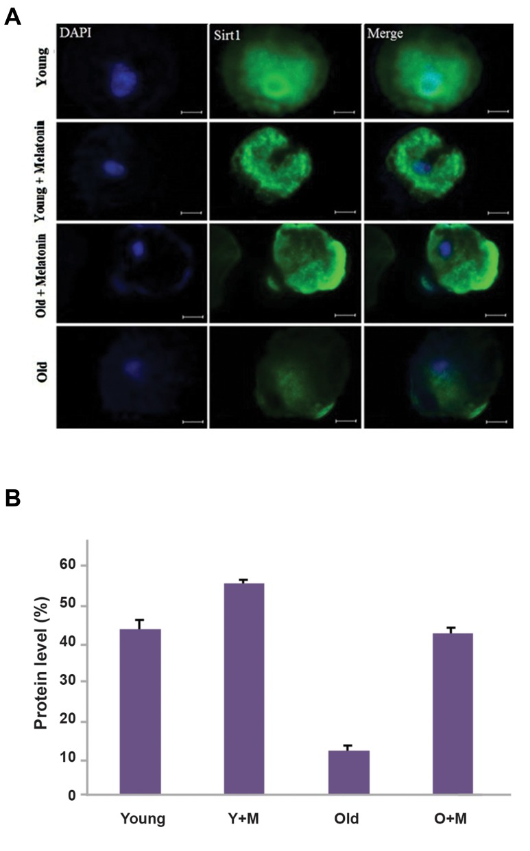 Fig.1