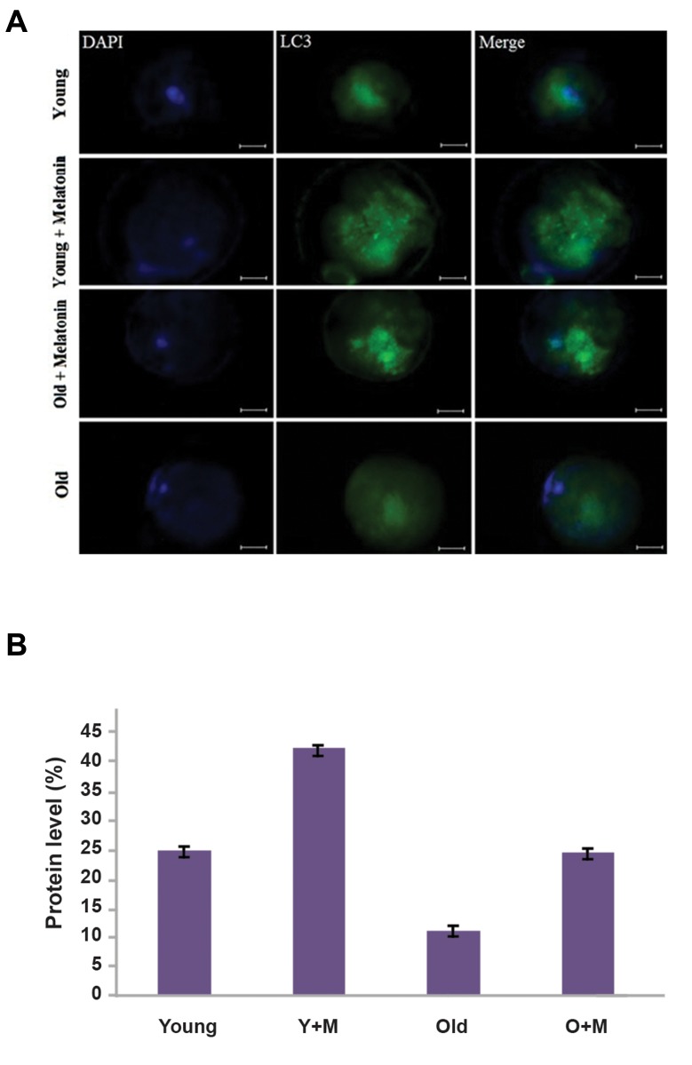 Fig.2