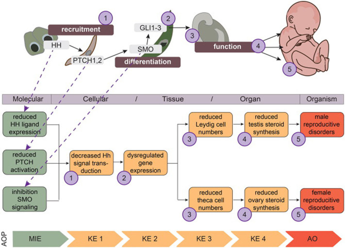 Fig. 2