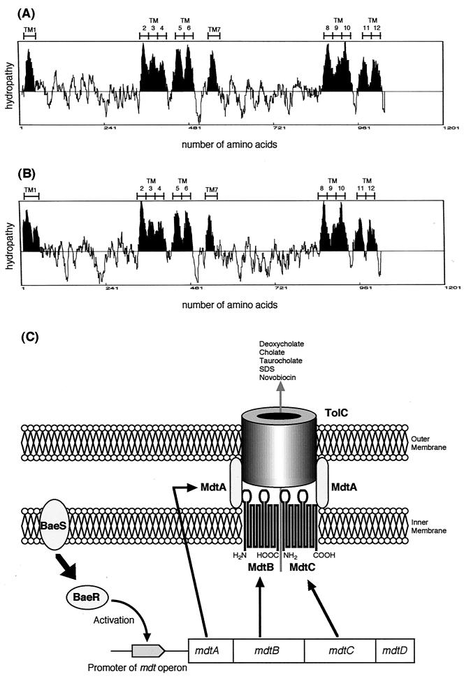 FIG. 3.