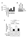 Figure 4. Bsp knockdown suppresses basal and TGF-β-induced invasion through Matrigel.