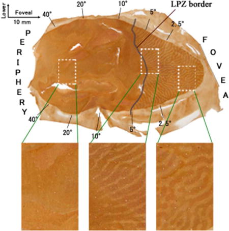 graphic file with name nihms978142u1.jpg