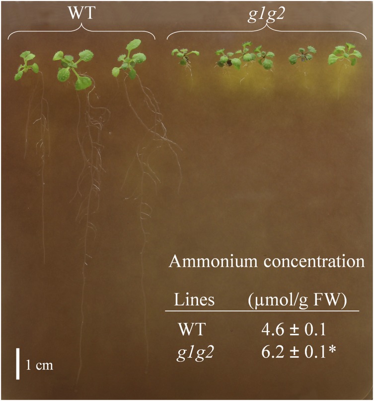 Figure 7.