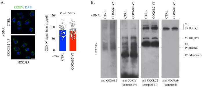 Figure 3—figure supplement 1.