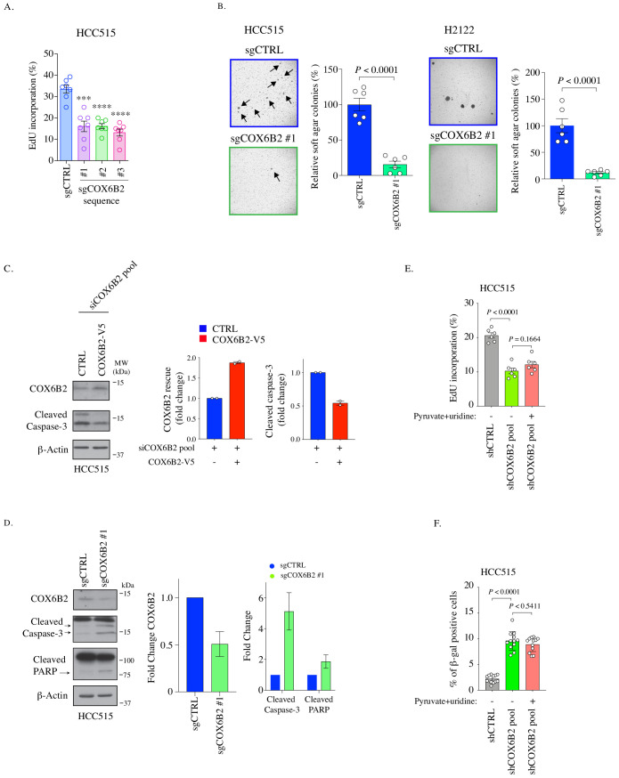 Figure 6—figure supplement 1.