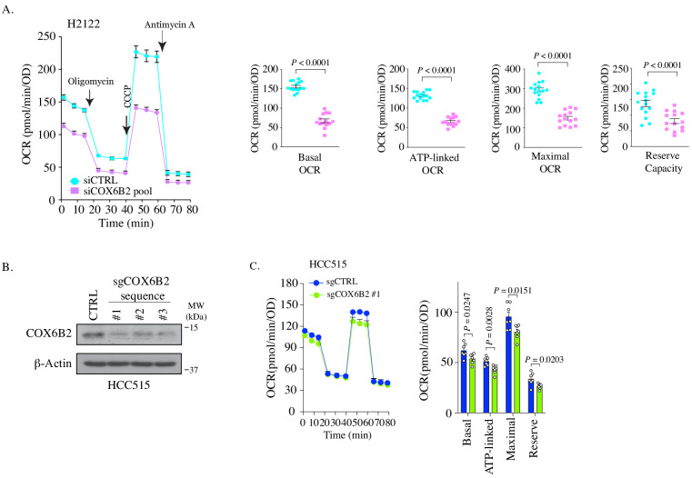 Figure 5—figure supplement 1.