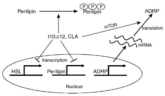 Fig. 9