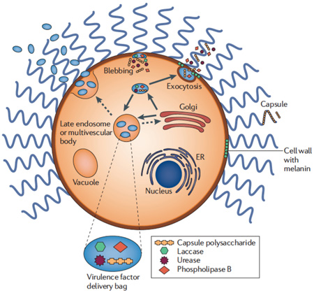 Box 2. Secretion of cryptococcal virulence factors