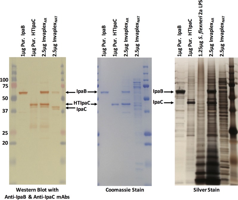 FIG 1 