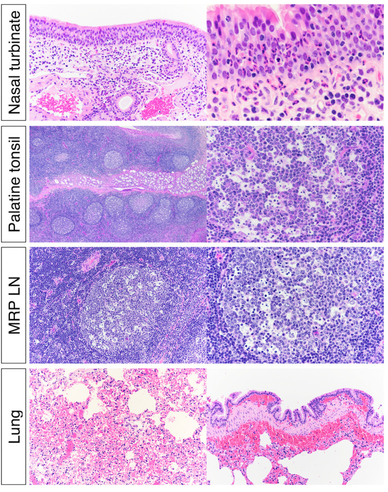 Fig 10