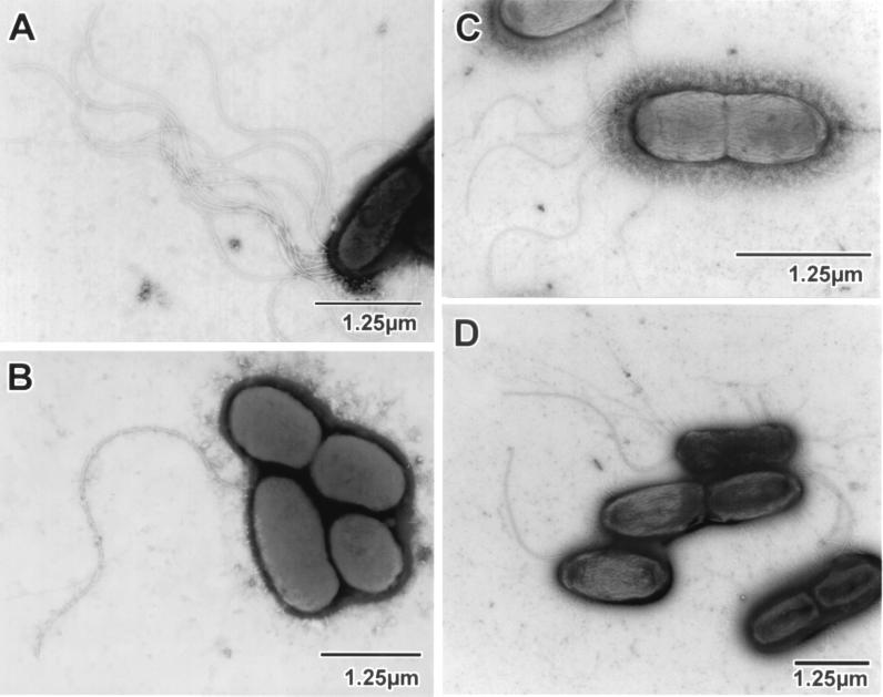 FIG. 4