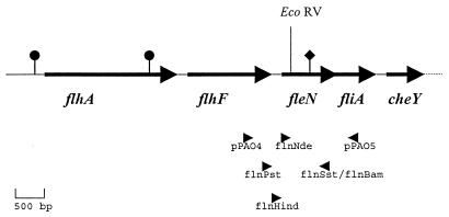 FIG. 1