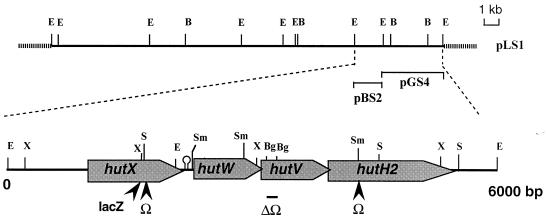 FIG. 1