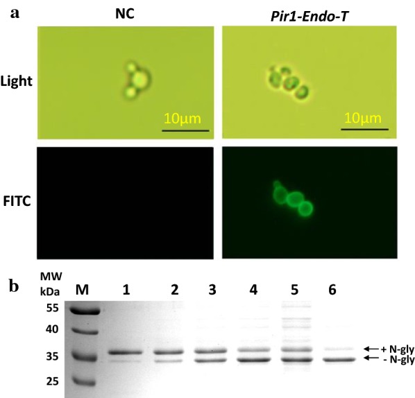 Fig. 1