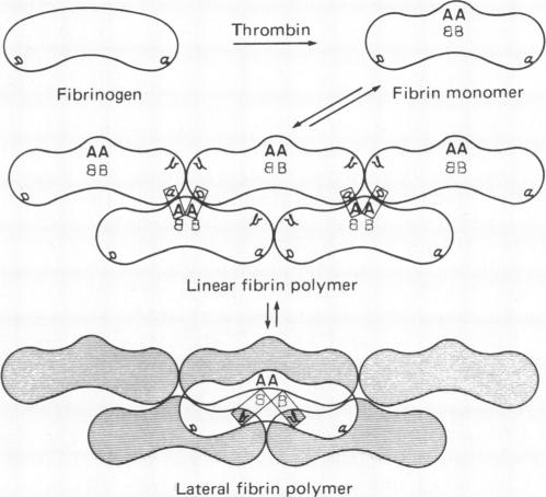 graphic file with name pnas00666-0154-a.jpg