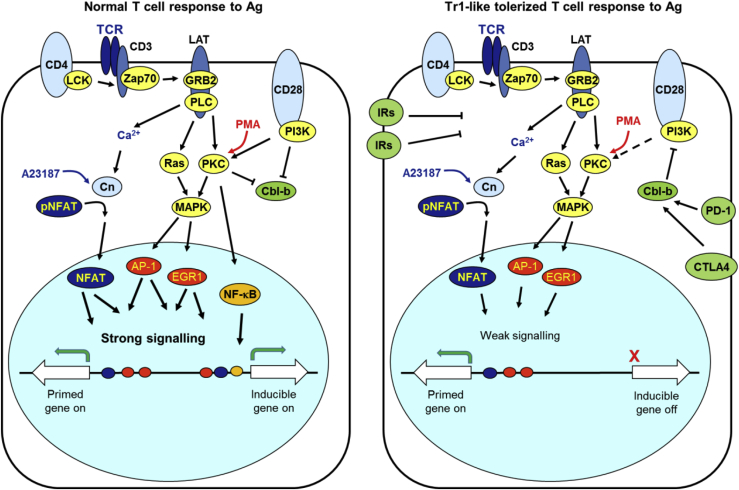 Figure 7