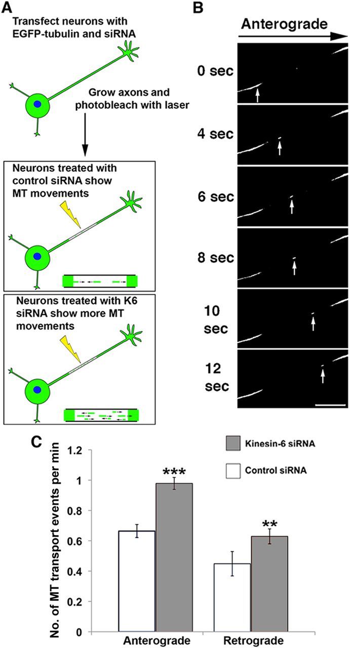 Figure 7.