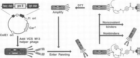 graphic file with name pnas01129-0166-a.jpg