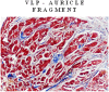 Fig 7