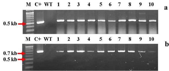 Fig. 7
