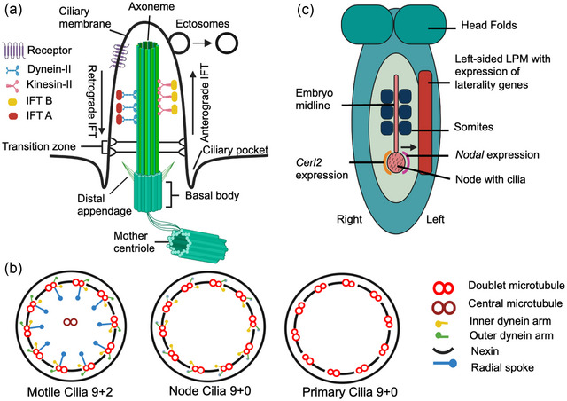 FIGURE 1