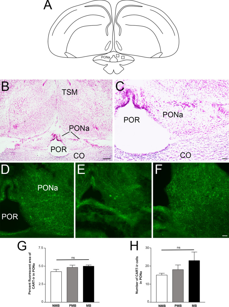 Fig. 10
