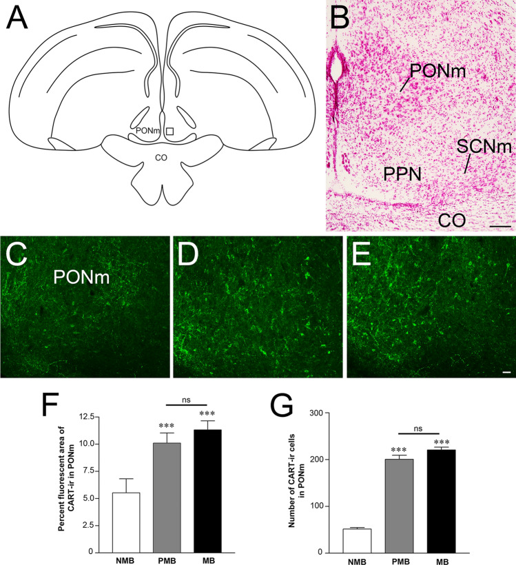 Fig. 11