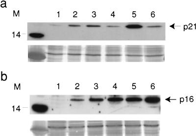 FIG. 5