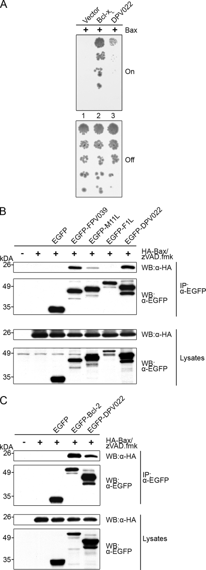 FIG. 5.