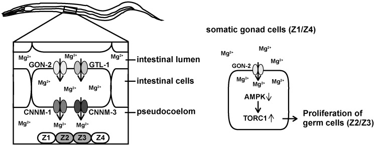 Fig 8