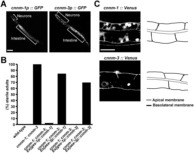 Fig 5