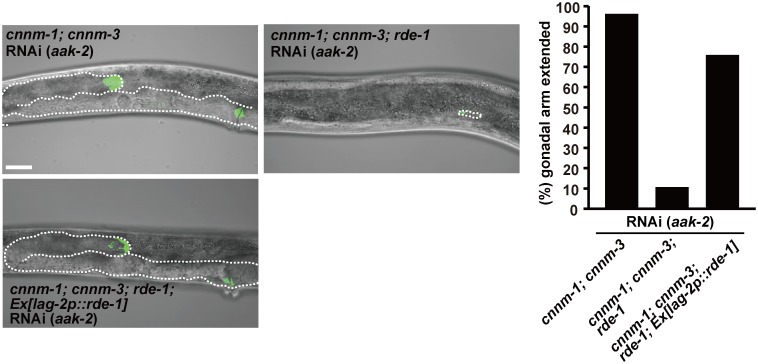 Fig 7